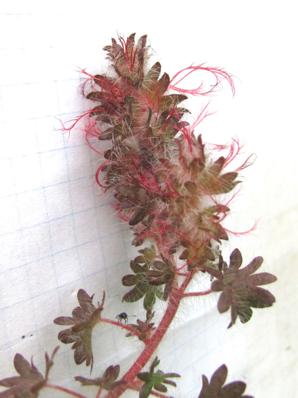 Imagem de Acalypha radians Torr.