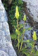 Imagem de Pedicularis bracteosa var. flavida (Pennell) Cronq.