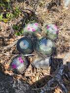 Mammillaria orcuttii Boed.的圖片