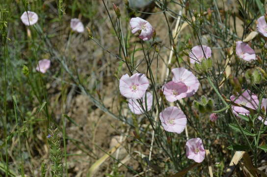 Image of Convolvulus pseudocantabrica Schrenk