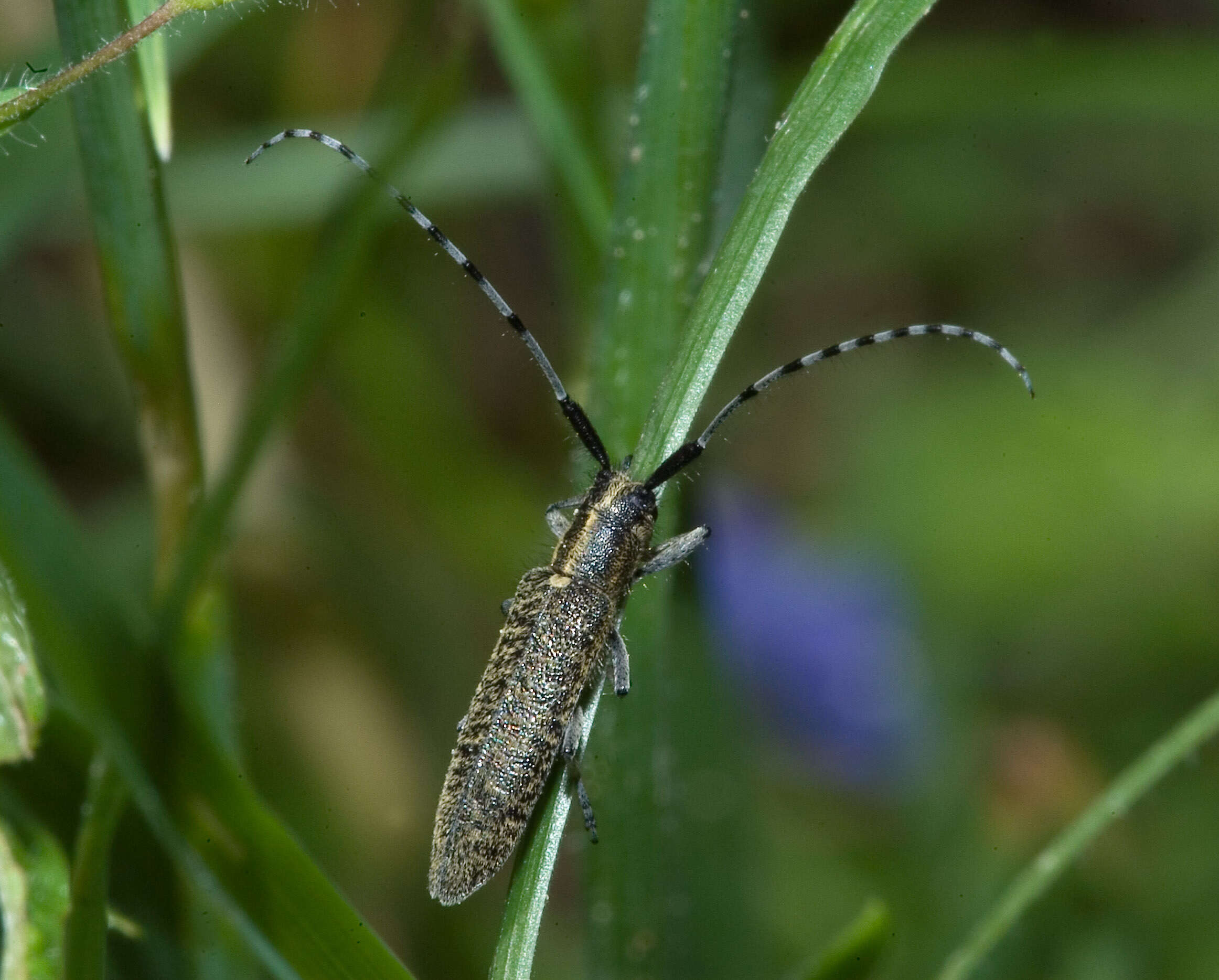 Image of Agapanthia (Epoptes) villosoviridescens (Degeer 1775)