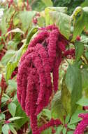 Image of love-lies-bleeding