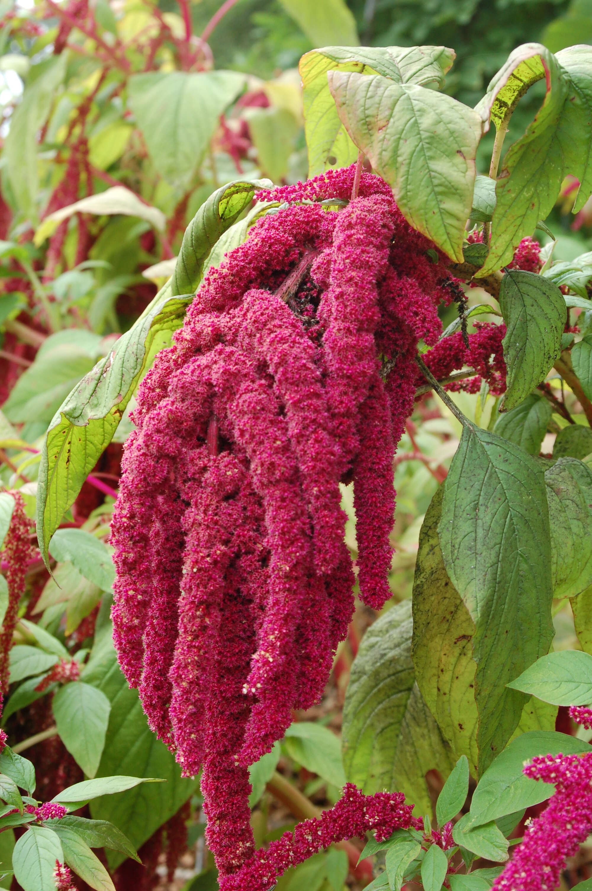 Image of love-lies-bleeding