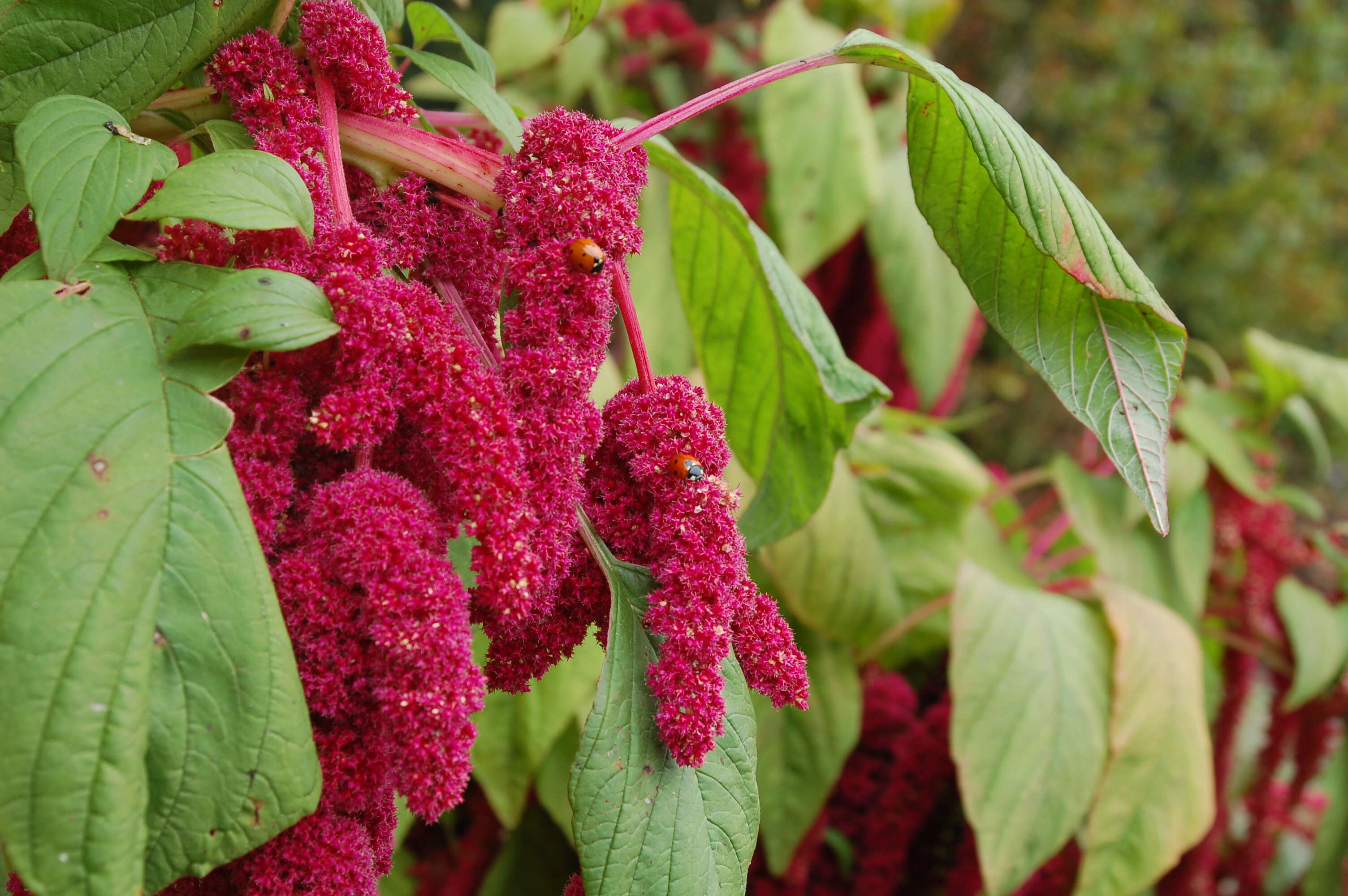 Image of love-lies-bleeding