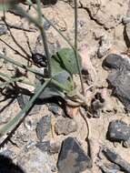 Image of Pahrump Valley buckwheat