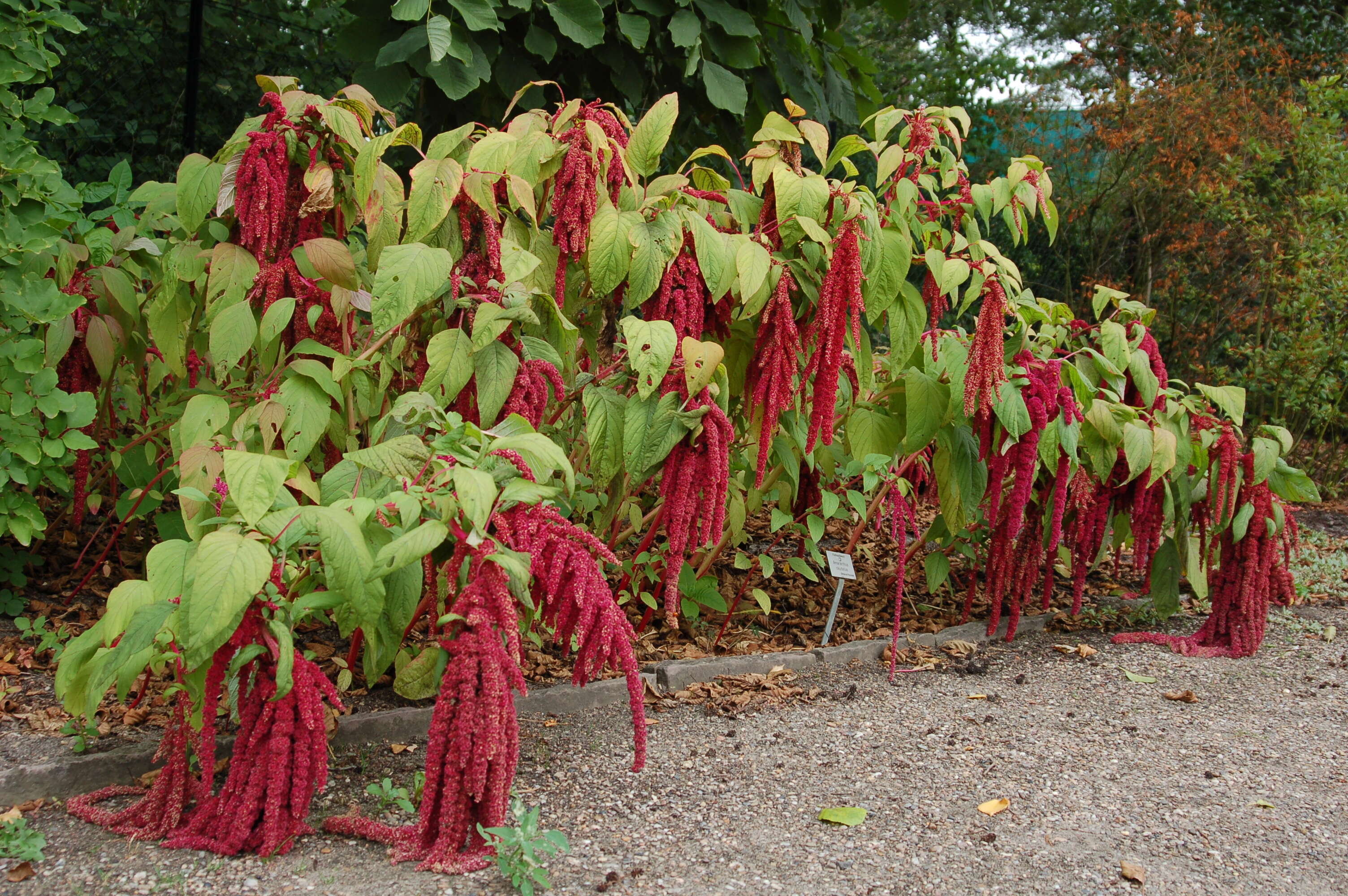 Image of love-lies-bleeding