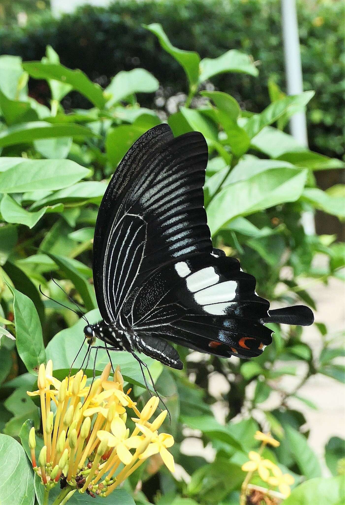 Sivun Papilio iswara White 1842 kuva