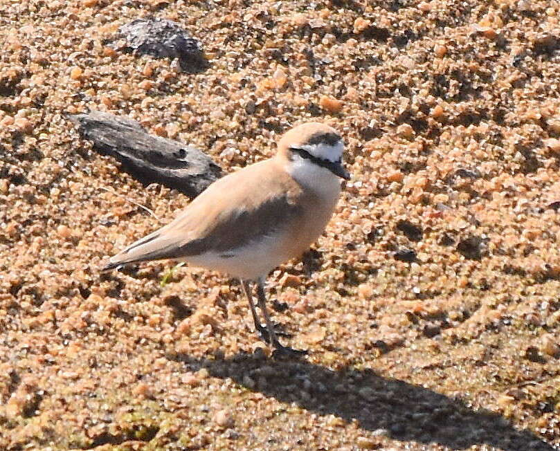 Sivun Charadrius marginatus mechowi (Cabanis 1884) kuva