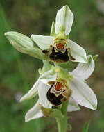 Image of Bee orchid