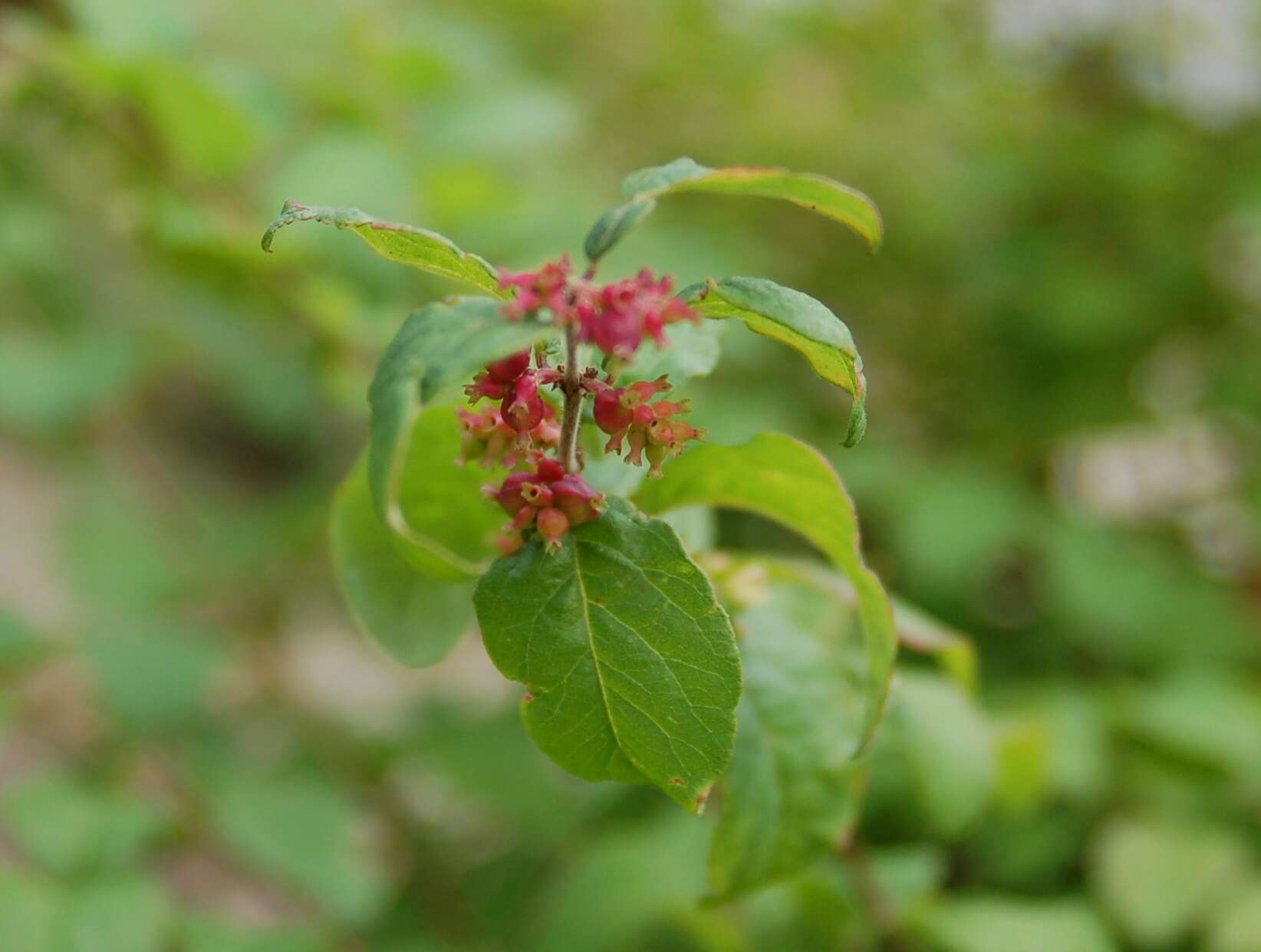 Sivun Symphoricarpos orbiculatus Moench kuva