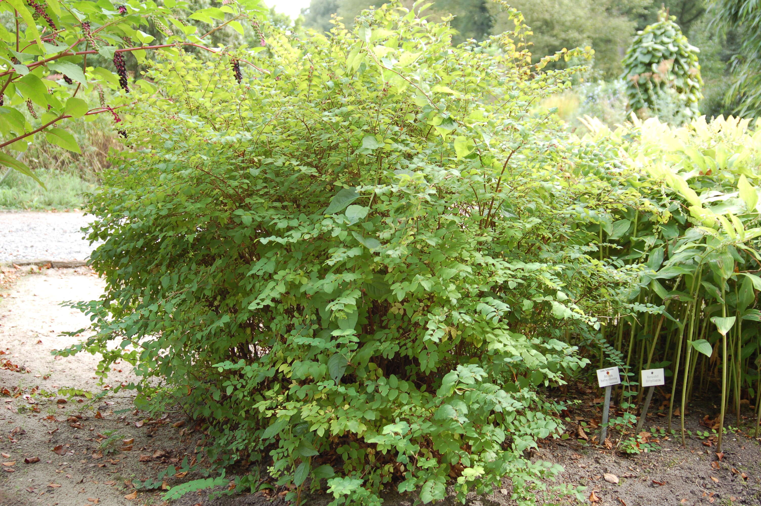 Sivun Symphoricarpos orbiculatus Moench kuva