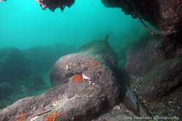 Image of blind sharks