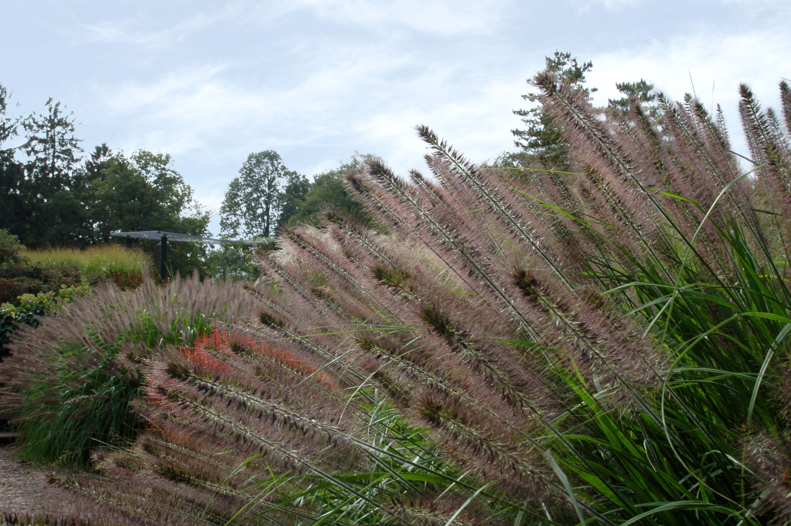 Imagem de Pennisetum alopecuroides