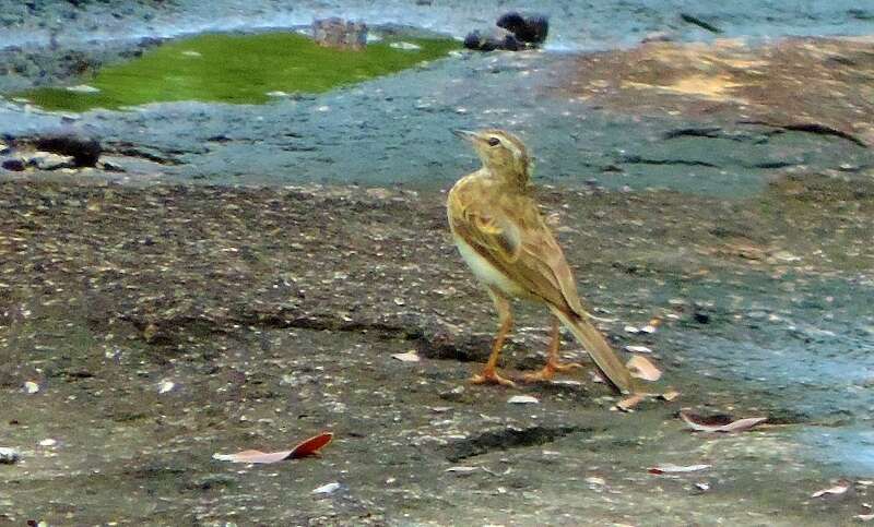 Image of Wood Pipit