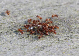 Image of European fire ant