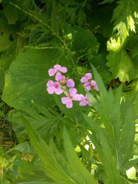 Imagem de Hesperis matronalis L.