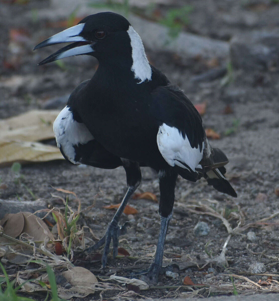 Imagem de Gymnorhina tibicen terraereginae (Mathews 1912)