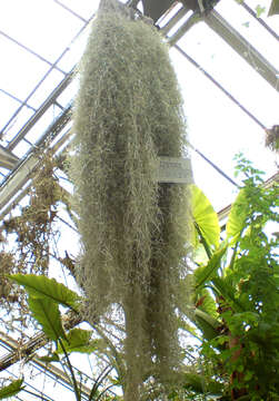 Sivun Tillandsia usneoides (L.) L. kuva