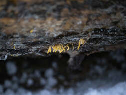 Image of Calocera furcata (Fr.) Fr. 1827