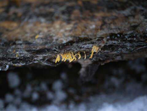 Image of forked stagshorn