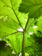 Image of giant rhubarb