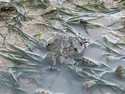 Image of Horseshoe Crab