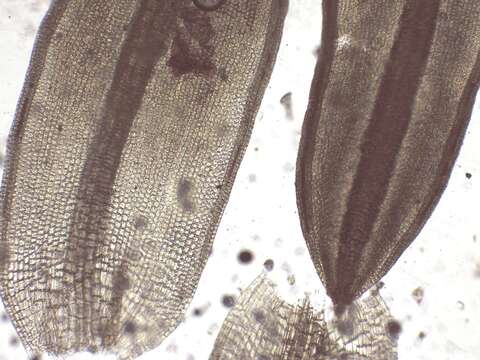 Tortula atrovirens Lindberg 1864的圖片