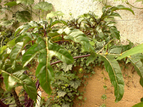 Imagem de Solanum atropurpureum Schrank