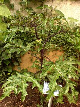 Imagem de Solanum atropurpureum Schrank