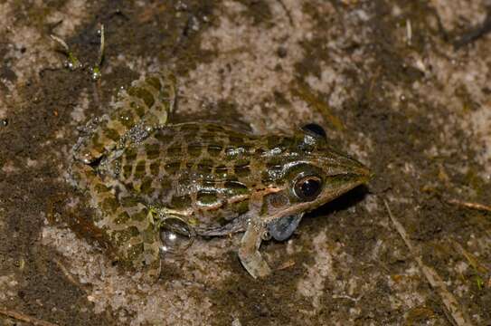 Image of Lukula grassland frog