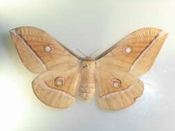 Image of Antheraea godmani (Druce 1892)