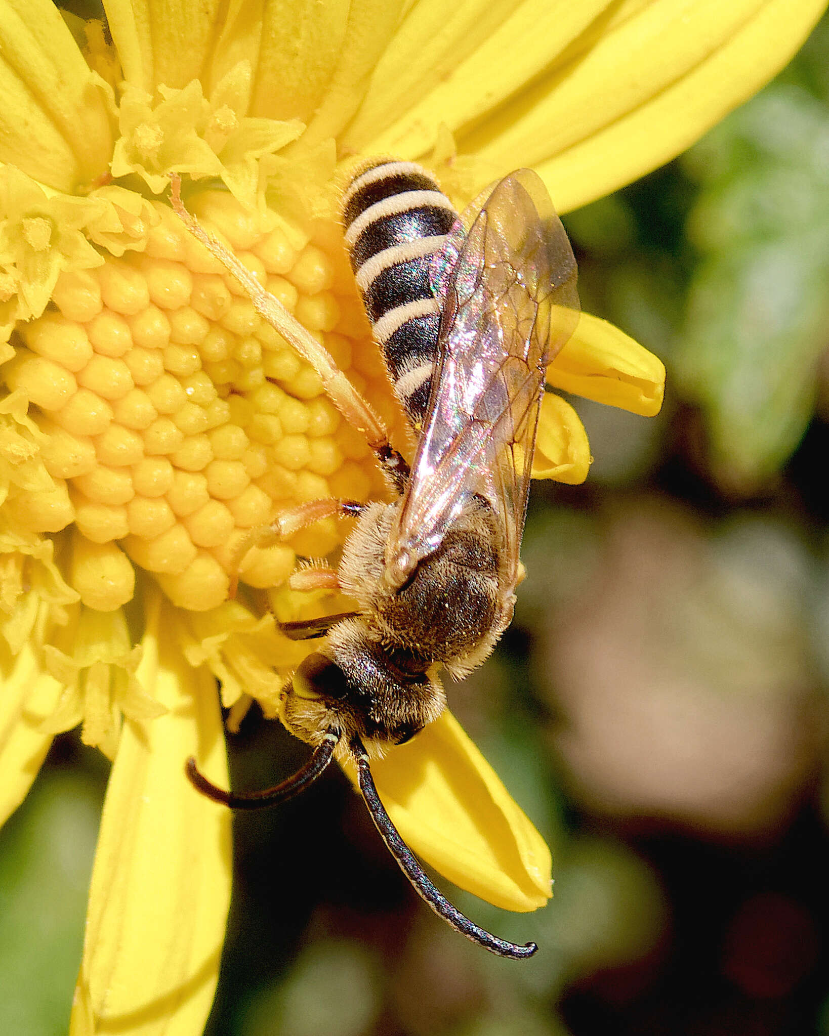 Halictus fulvipes (Klug 1817)的圖片