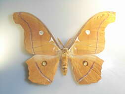 Image of Antheraea godmani (Druce 1892)