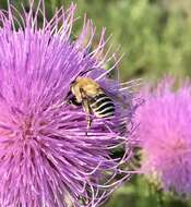 Image of Anthophora walshii Cresson 1869