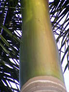 Image of Cuban Royal Palm