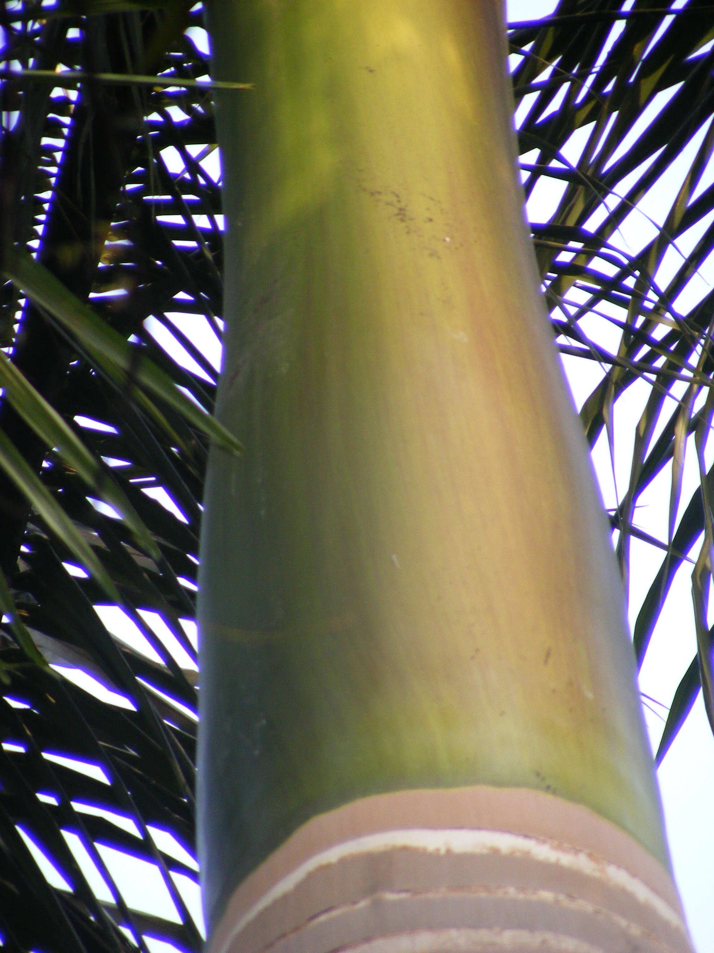 Image of Cuban Royal Palm