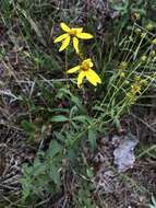 صورة Coreopsis major Walt.