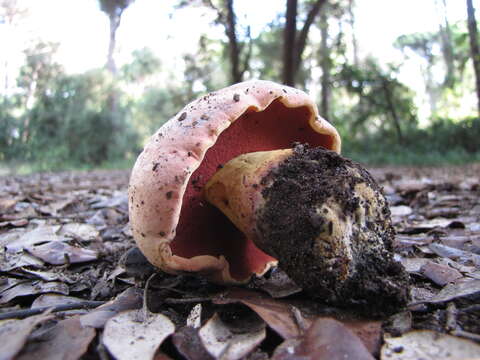 Image of wolf bolete