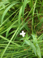 Image of glaucus willowherb