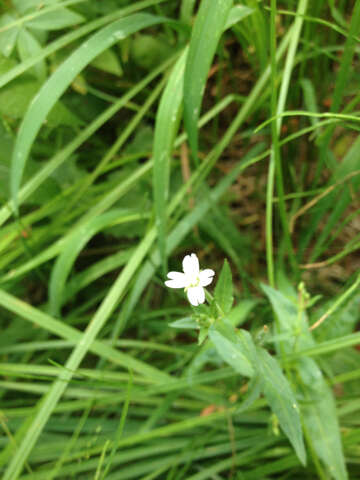 Image of glaucus willowherb