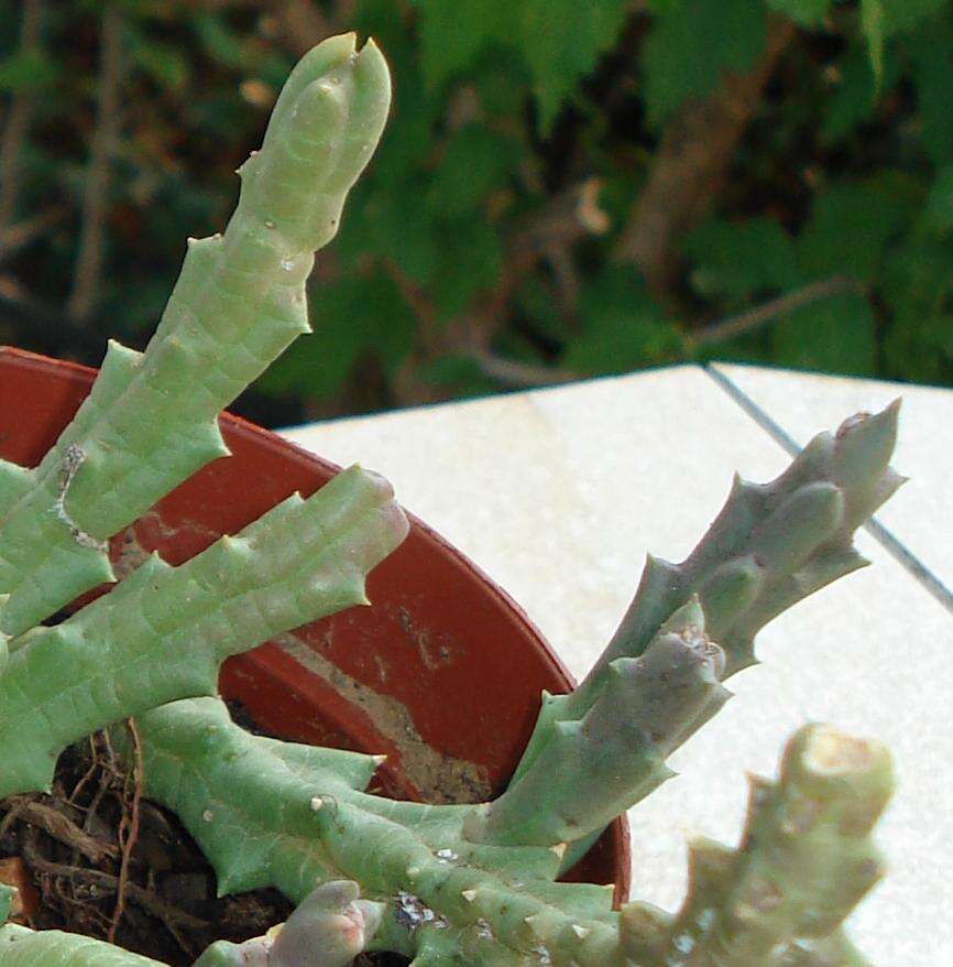 Ceropegia mixta (Masson) Bruyns resmi