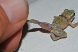 صورة Eleutherodactylus etheridgei Schwartz 1958