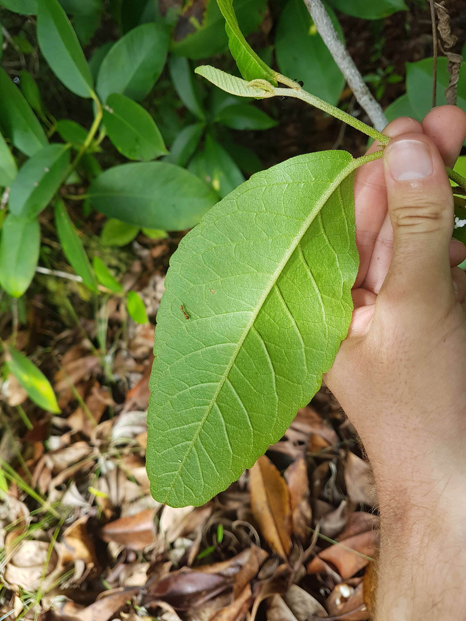 Image of Croton hostmannii Miq. ex Schltdl.