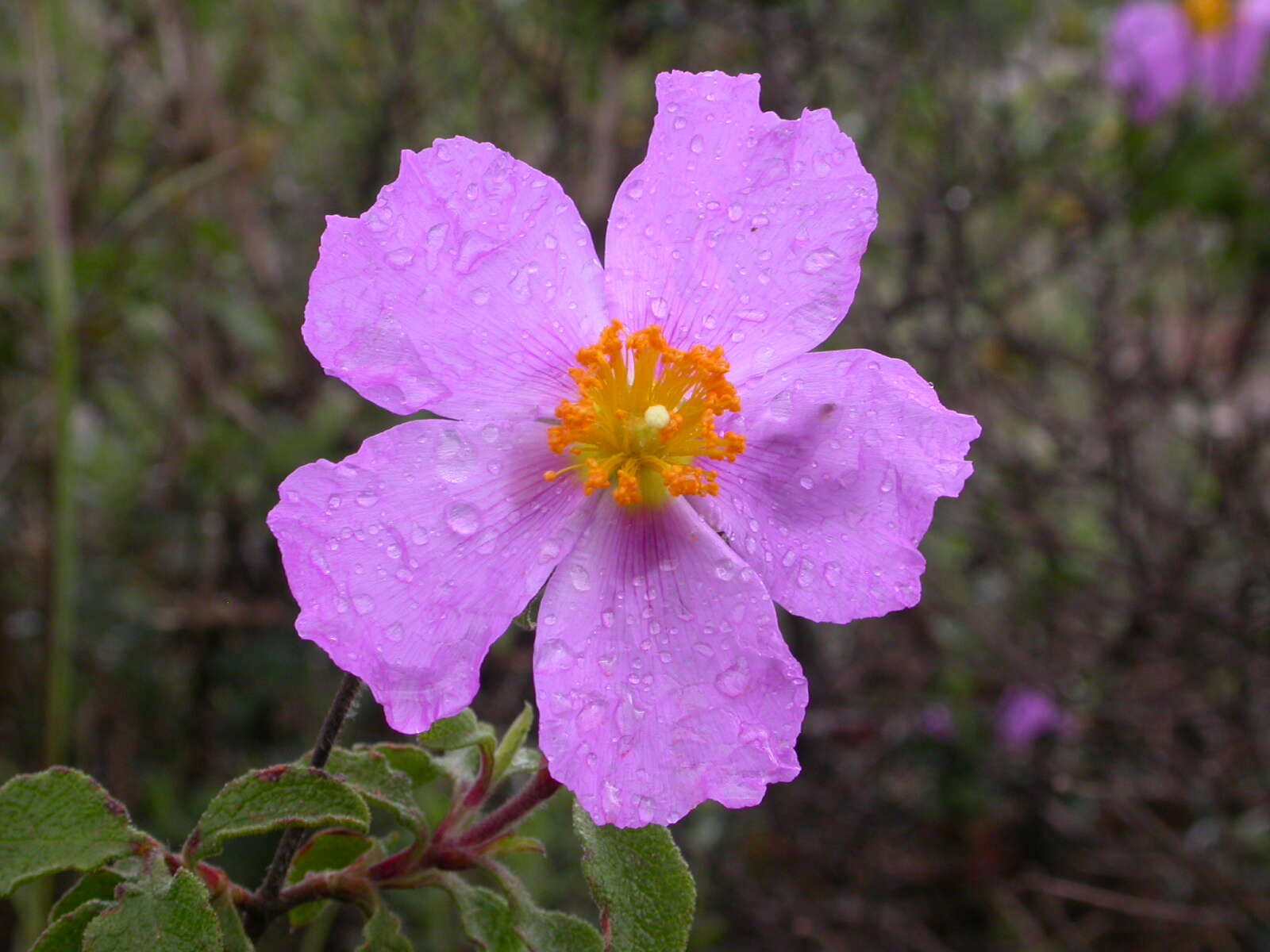 Image of Cistus creticus L.