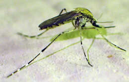 Image of Aedes nigromaculis (Ludlow 1906)