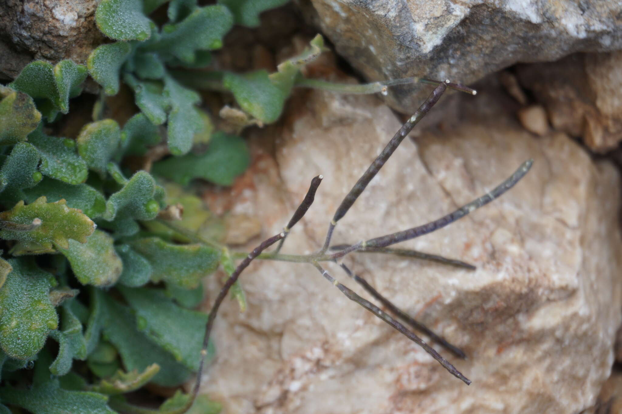 Imagem de Arabis farinacea Rupr.