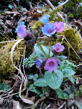 Plancia ëd Pulmonaria affinis Jordan