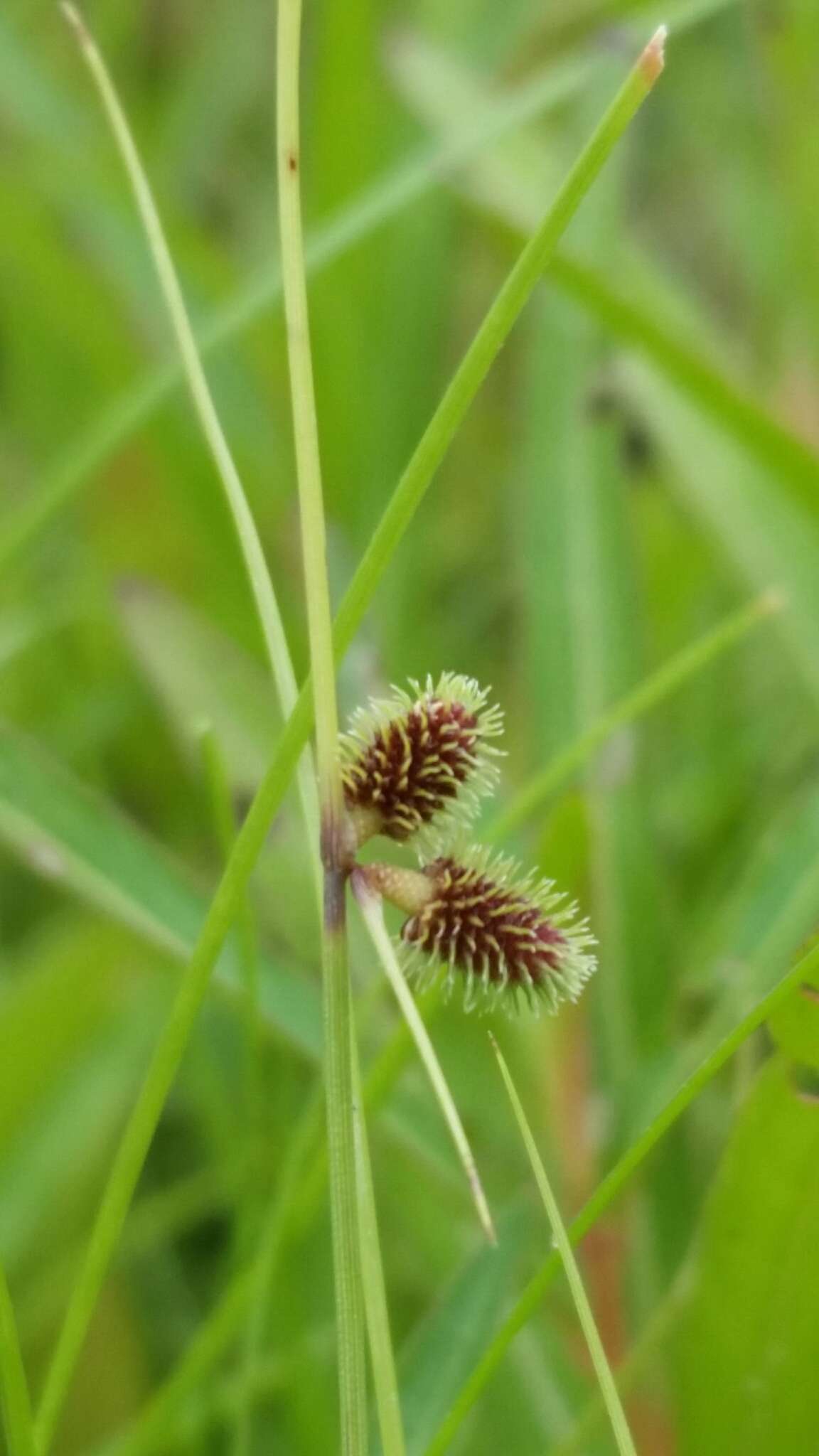 Image of Cyperus neochinensis (Tang & F. T. Wang) Bauters