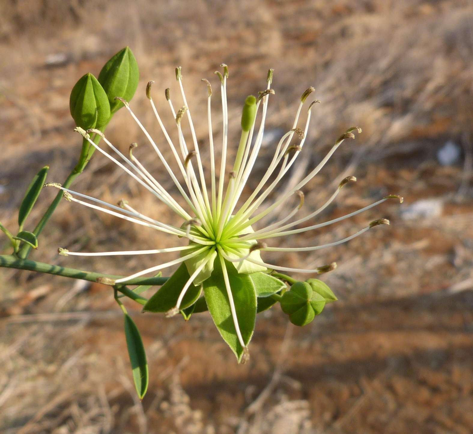 Imagem de Maerua juncea subsp. juncea