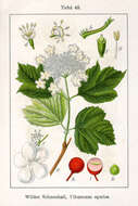 Imagem de Viburnum opulus L.